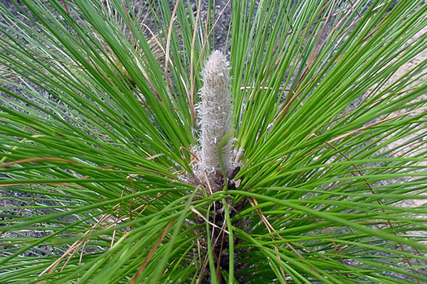 Longleaf Pine needles