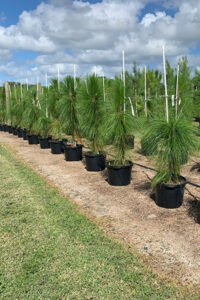 Cherrylake Longleaf Pine in pots