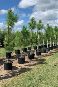 Cherrylake Slash Pine in Pots