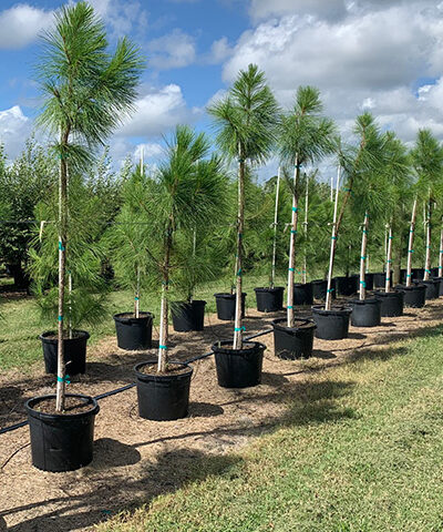 Cherrylake Slash Pine in Pots
