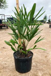 Container grown Needle Palm
