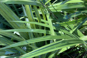 Needle Palm leaves